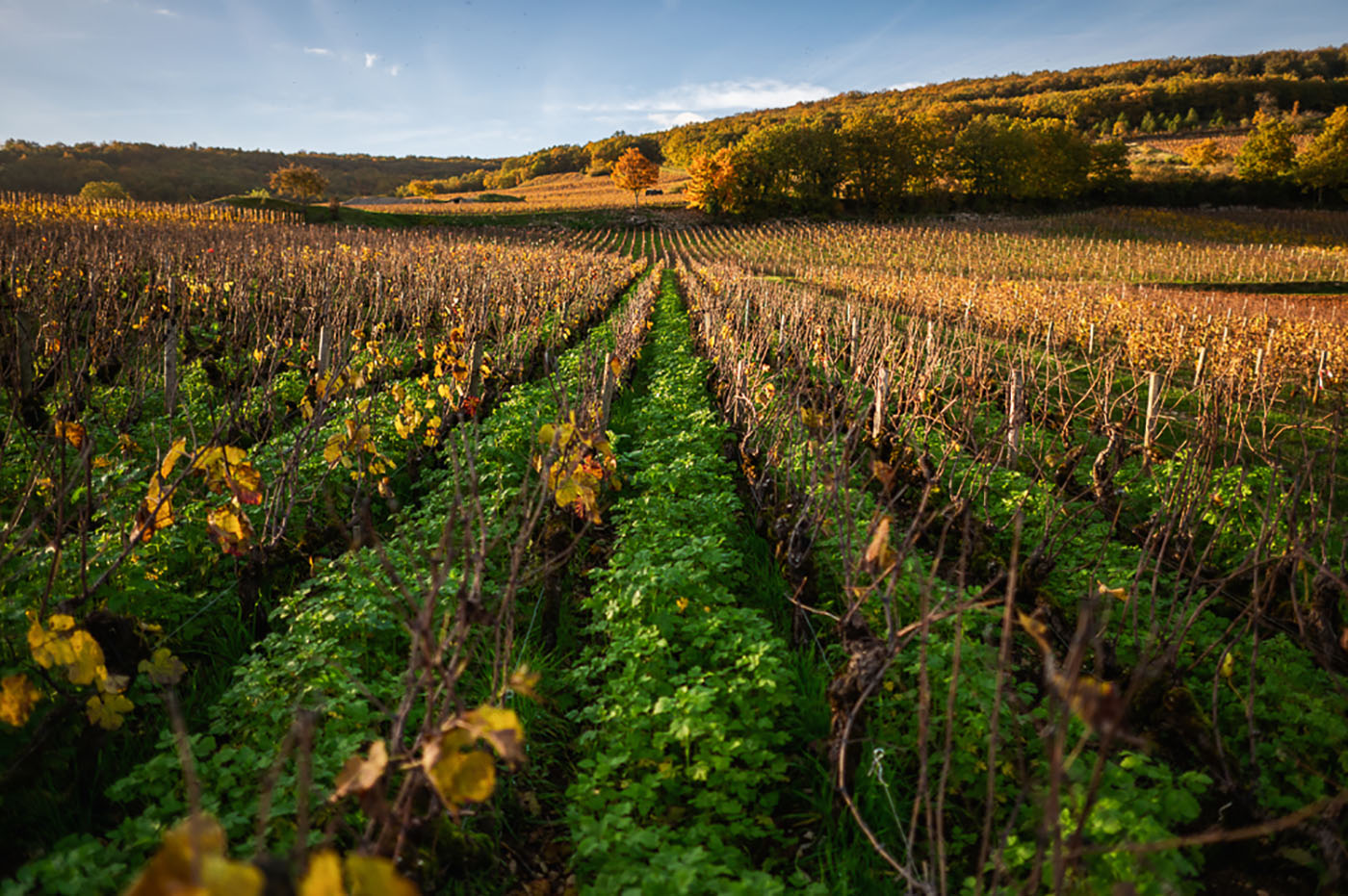 Couverts végétaux dans la parcelle de Chassagne-Montrachet 1er Cru Morgeot d'Armand Heitz en Bourgogne millésime 2022