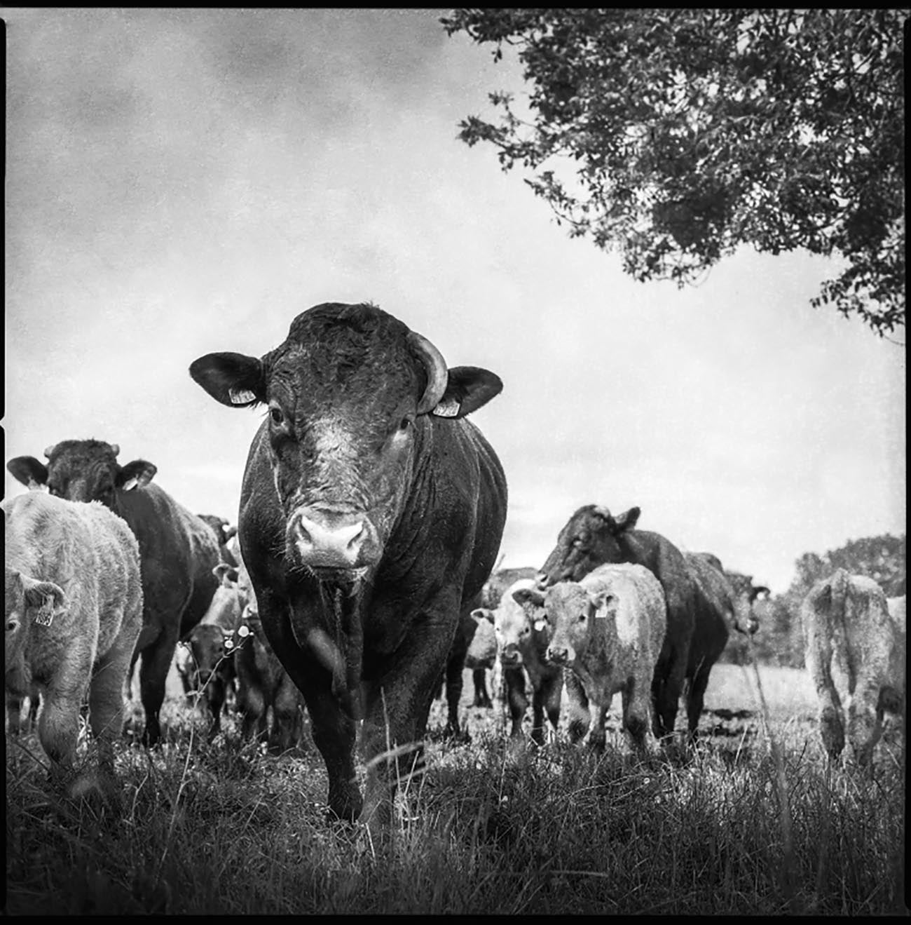 La ferme Armand Heitz élevage bovin et ovin