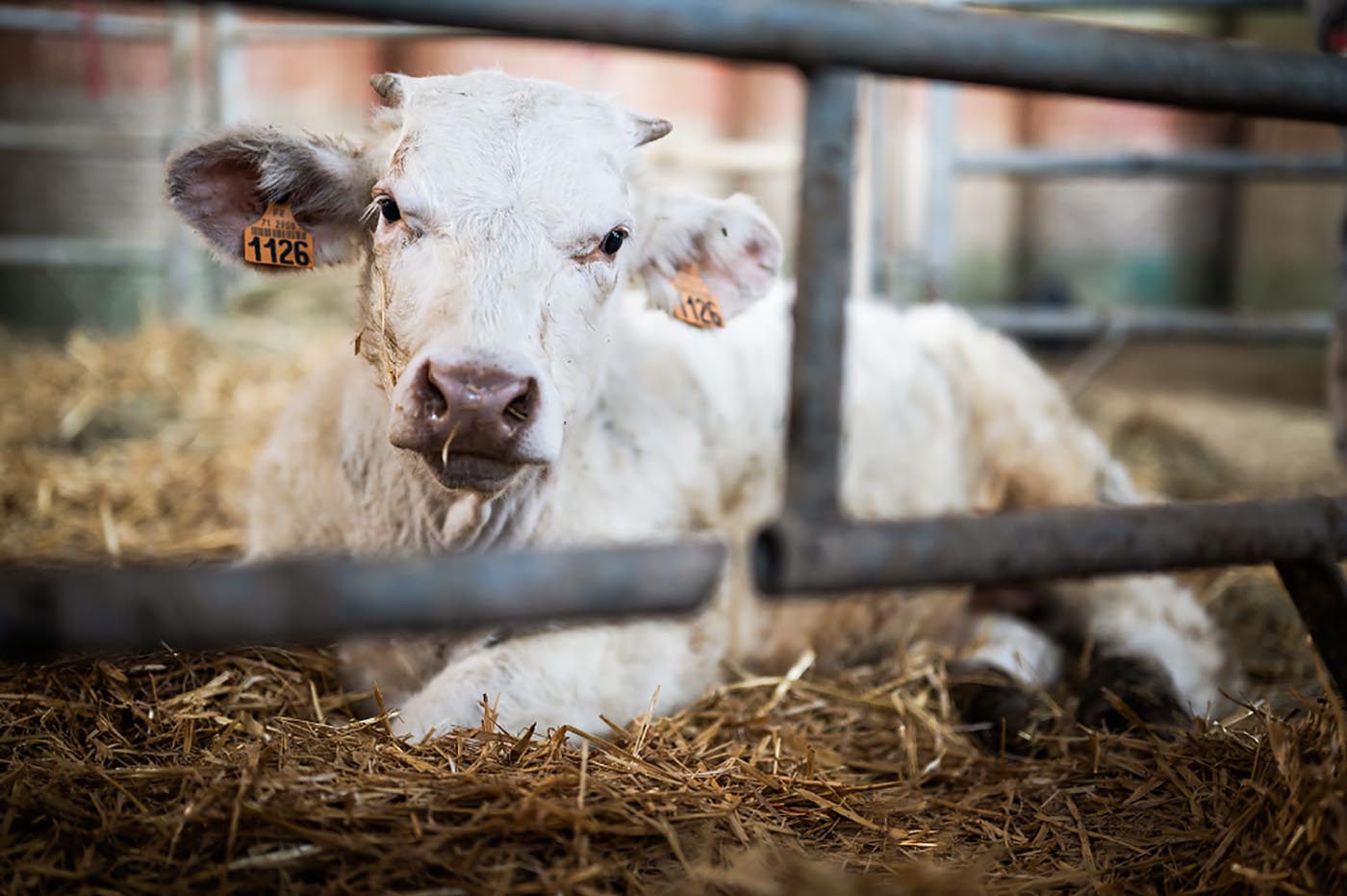 Ferme d'élevage bovins Armand Heitz en Bourgogne