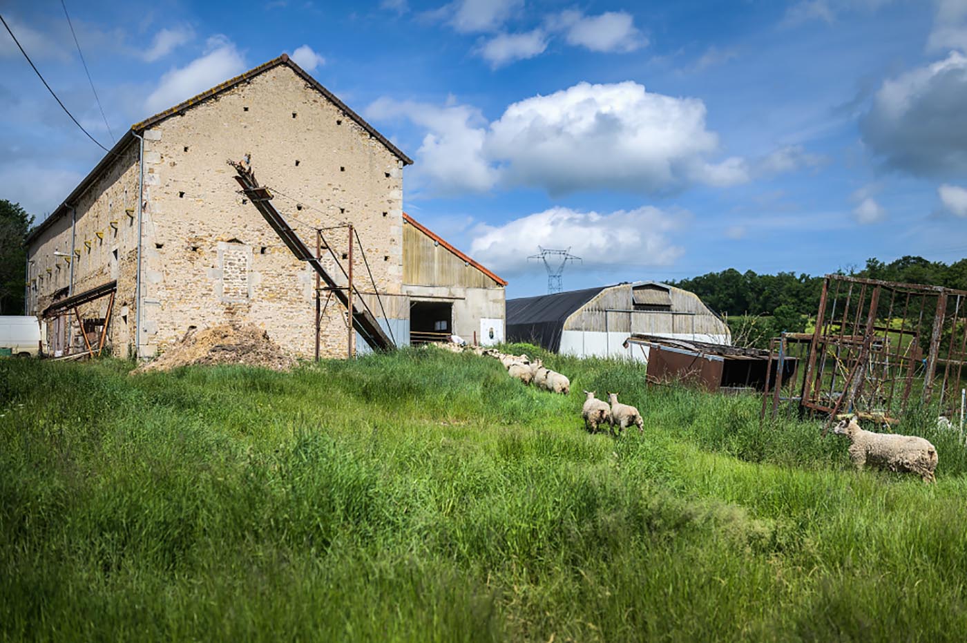 L'élevage ovin à la ferme, un écosystème cohérent et vertueux