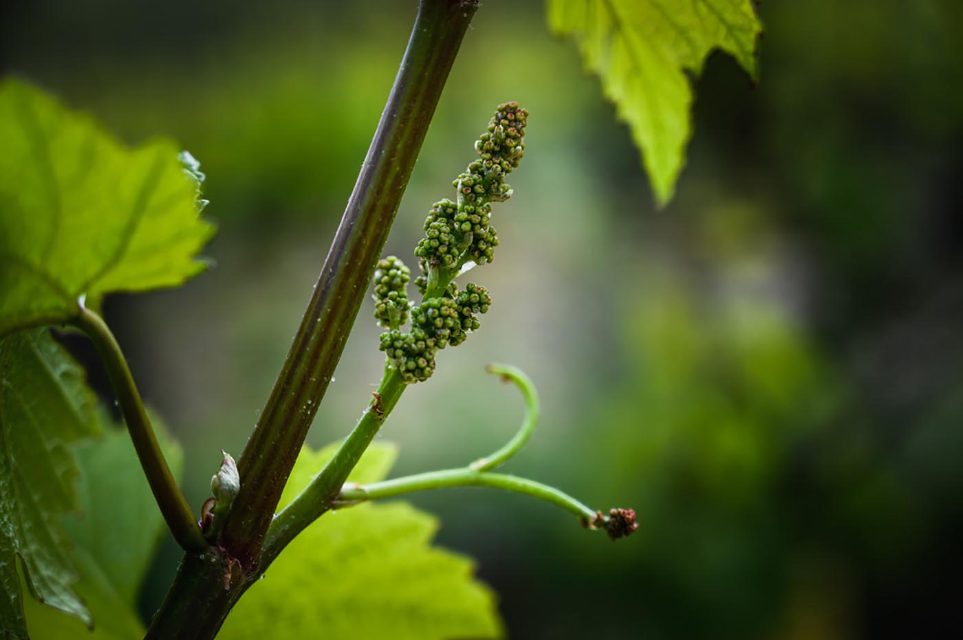 Floraison vignes Bourgogne millésime 2019 fraîcheur