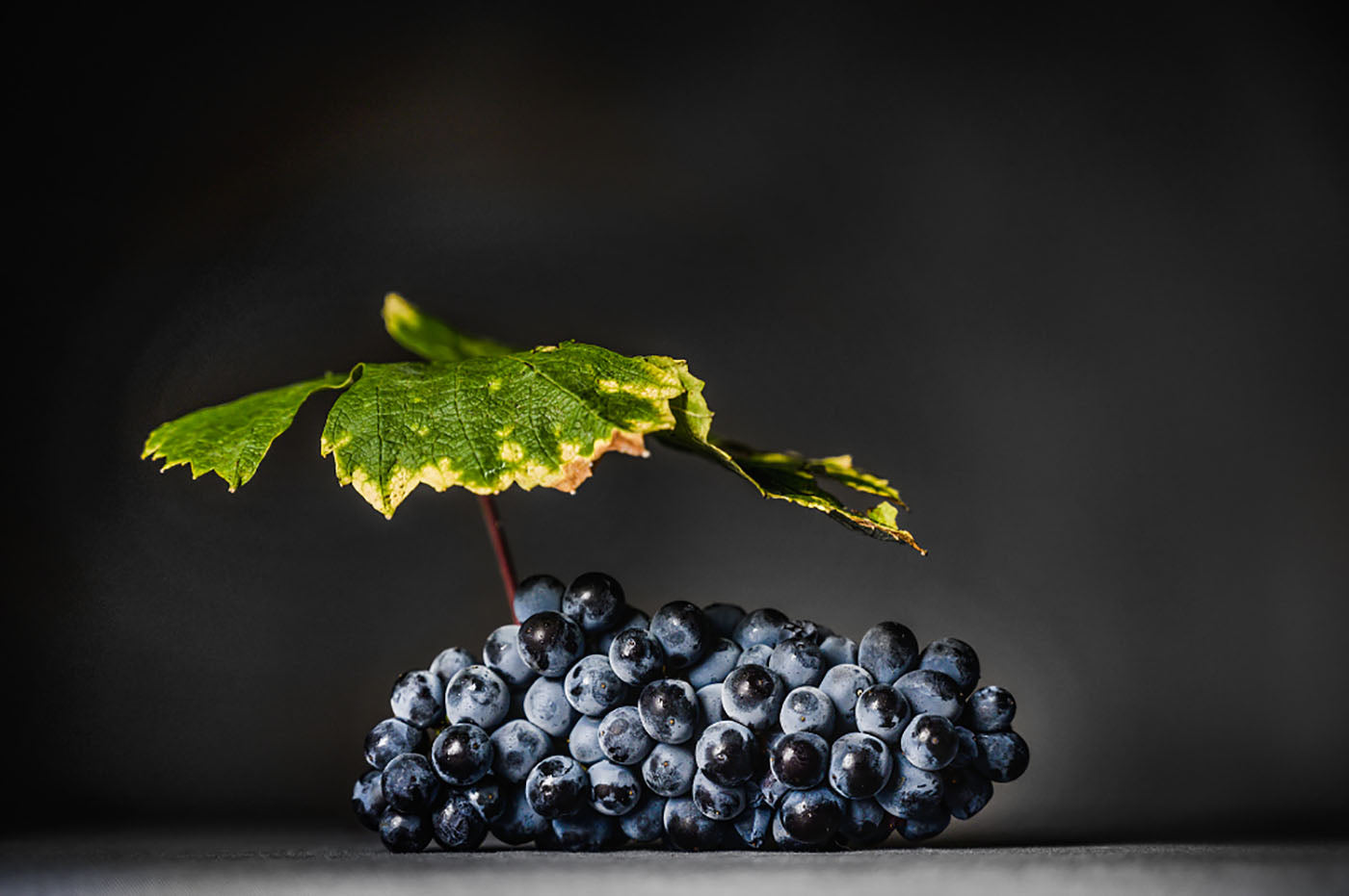 Photo d'une grappe de raisin pinot noir avec une feuille de vigne