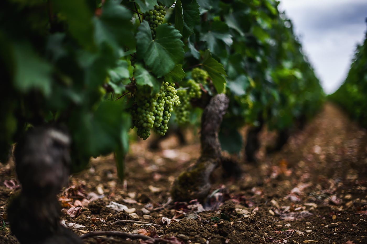 Grappe de vigne chardonnay Bourgogne millésime 2019