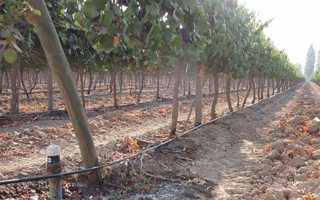 Irrigation des vignes dans le sud de la France