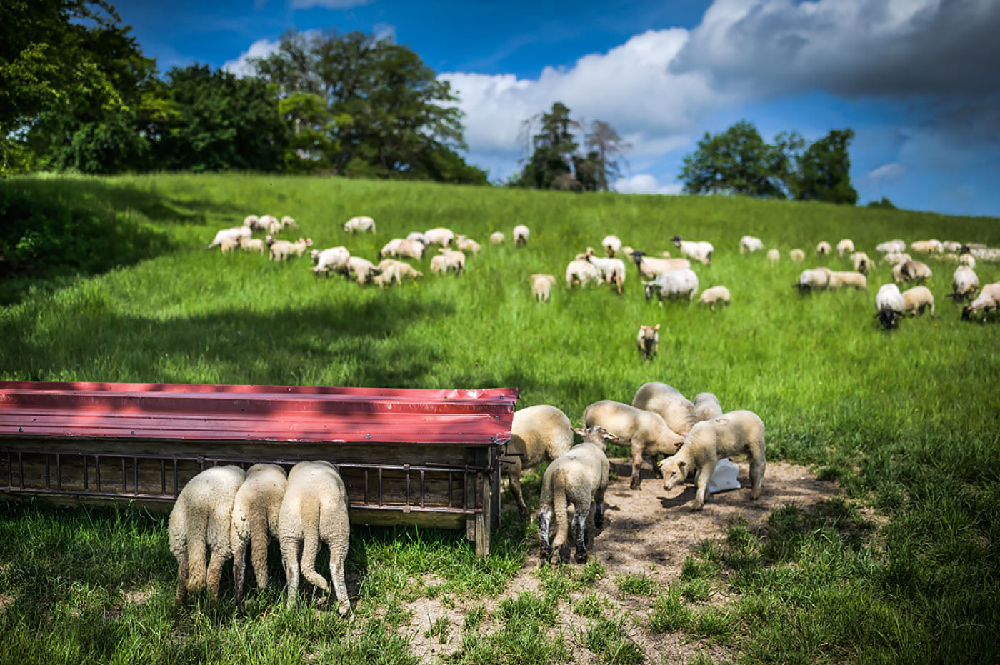 élevage moutons et agneaux en Bourgogne Armand Heitz