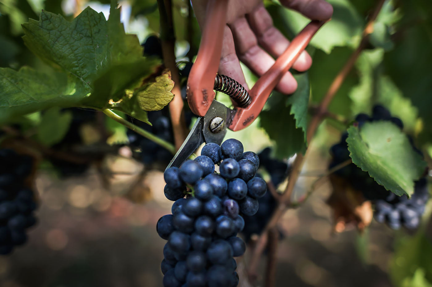 Pommard 1er Cru Clos des Poutures vendanges millésime 2021