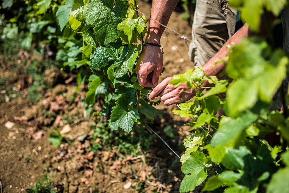 Travail dans la vigne