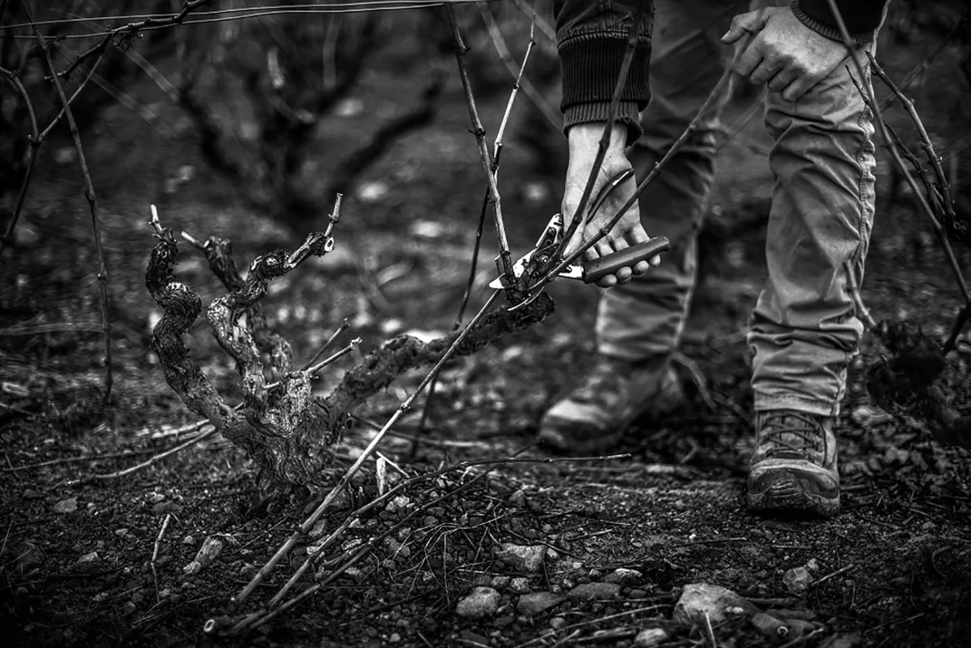 Taille dans les vignes en gobelets du Beaujolais à Juliénas, travail manuel