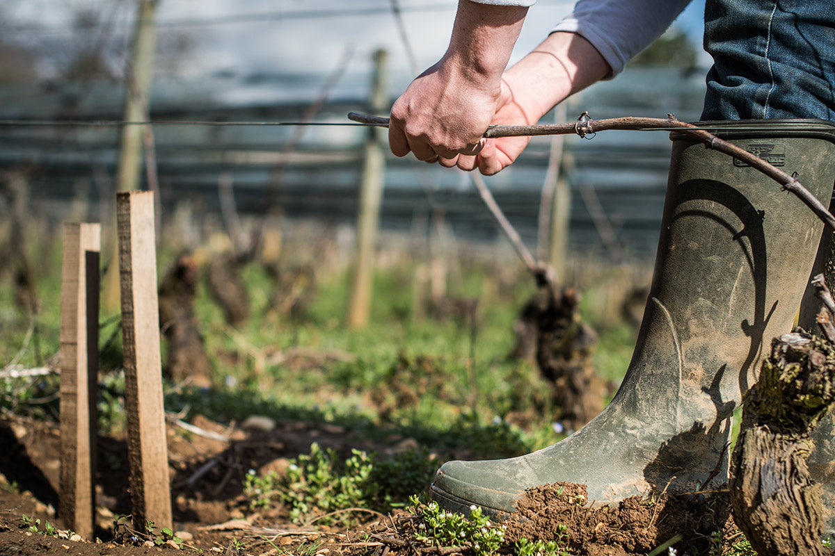 Travail dans les vignes