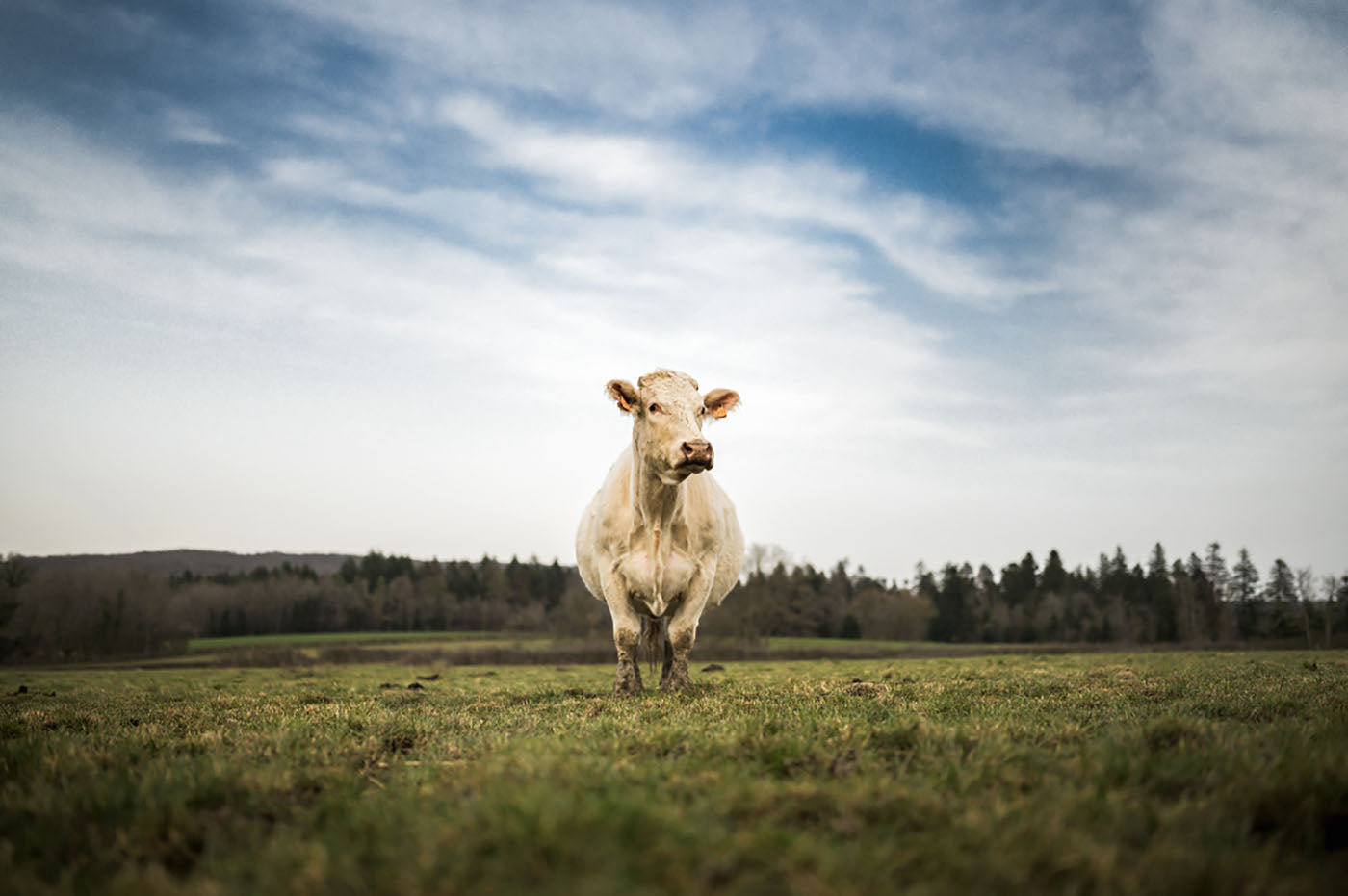 Vache en pâture Armand Heitz Bourgogne