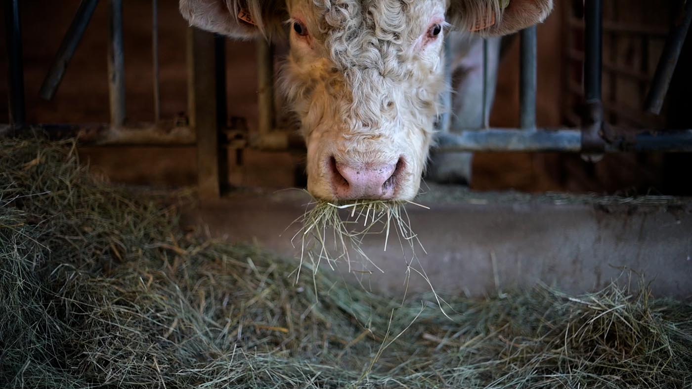 Boeuf qui mâche et mastique sa paille bien être animal Armand Heitz