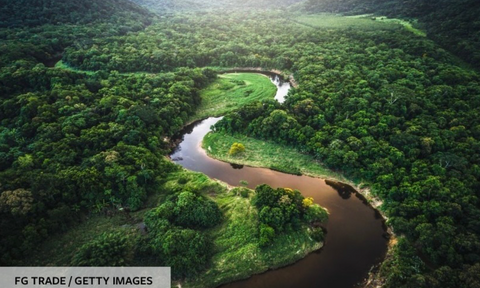 Amazon forest largest carbon sink