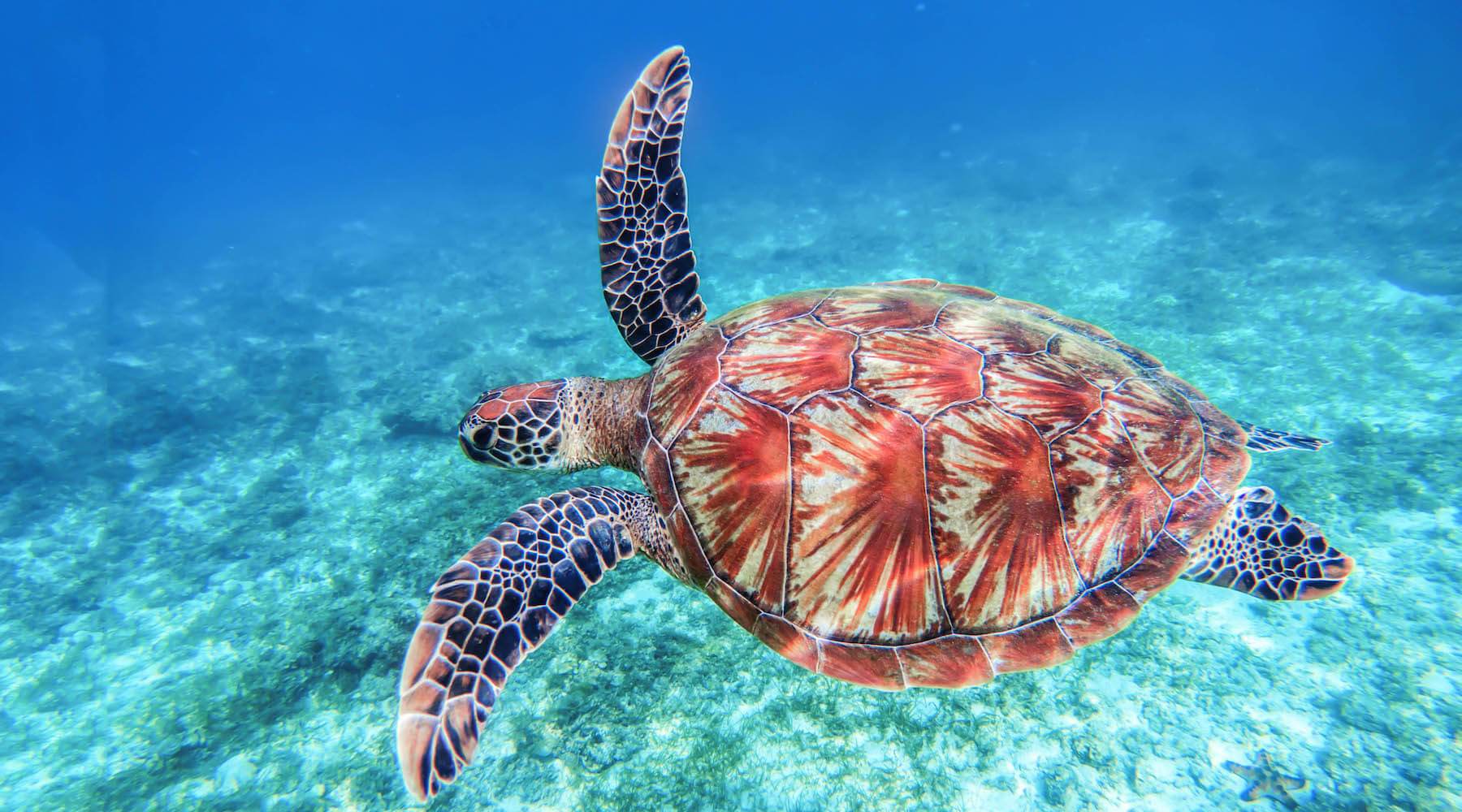 Sea Turtle Research