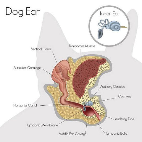 Anatomy of a Dog's Ear