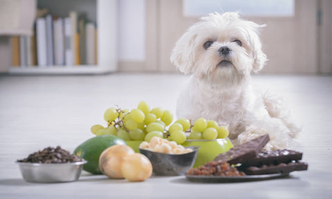 Can Dog Eat Grapes?