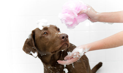 Dog Baths