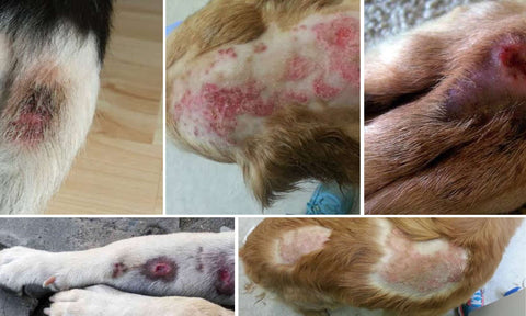 Pictures of hot spots on dogs