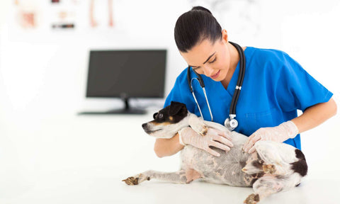 Dog health condition