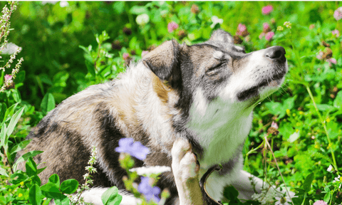 Environmental Allergies in dog