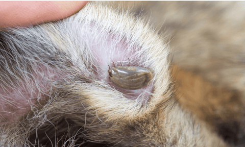 Flea/Tick Allergies in Dogs