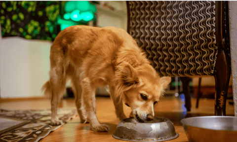 Food allergies in dog