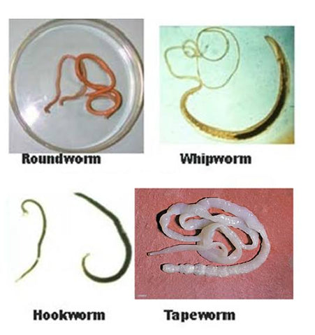 Types of Dog Worms