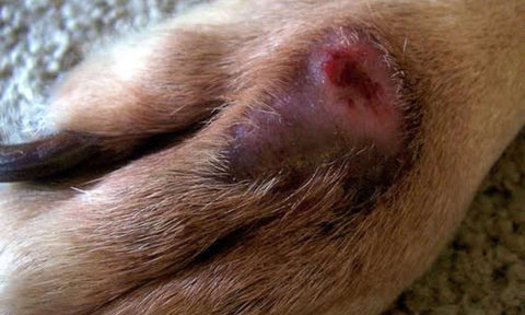 Hot spots on a dog's skin