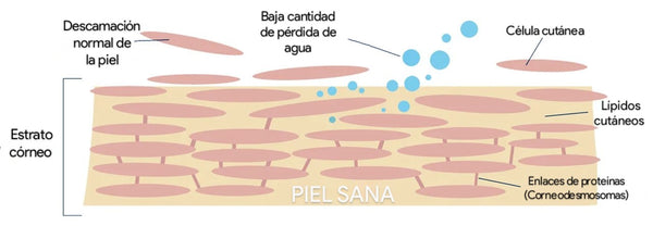 Infografía piel sana