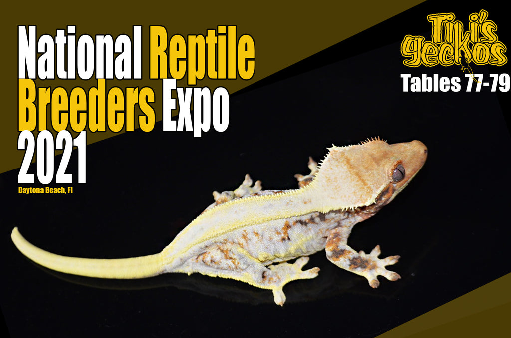 Daytona National Reptile Breeders Expo 2021 TikisGeckos