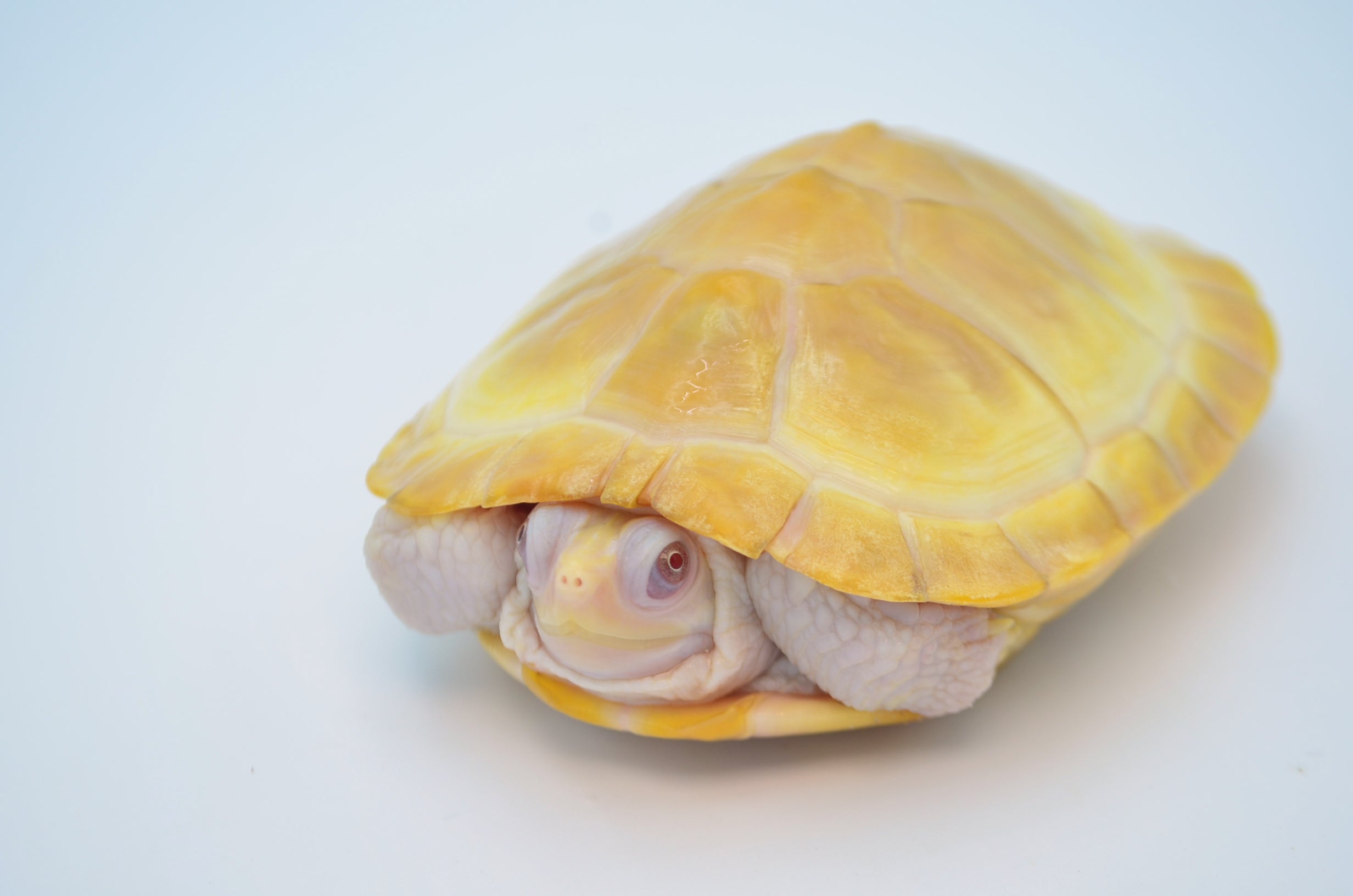 Lubino Red Eared Slider