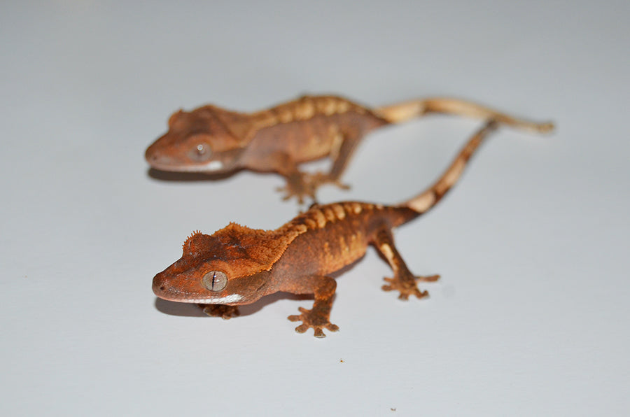 child squeed gecko