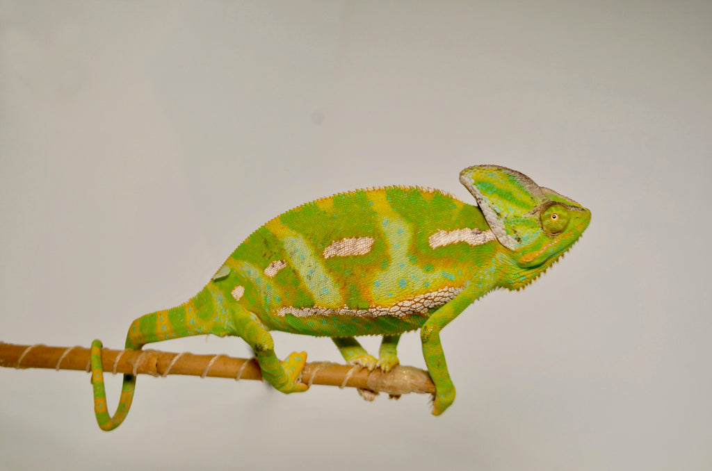 super translucent veiled chameleon for sale