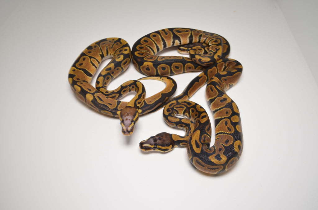 scaleless ball python