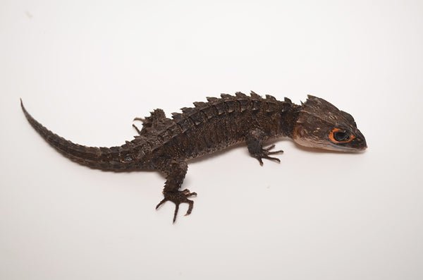 Red Eyed Crocodile Skink.