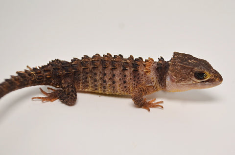 White Eyed Crocodile Skink for sale – TikisGeckos