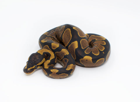 Spider Ball Python for sale – TikisGeckos