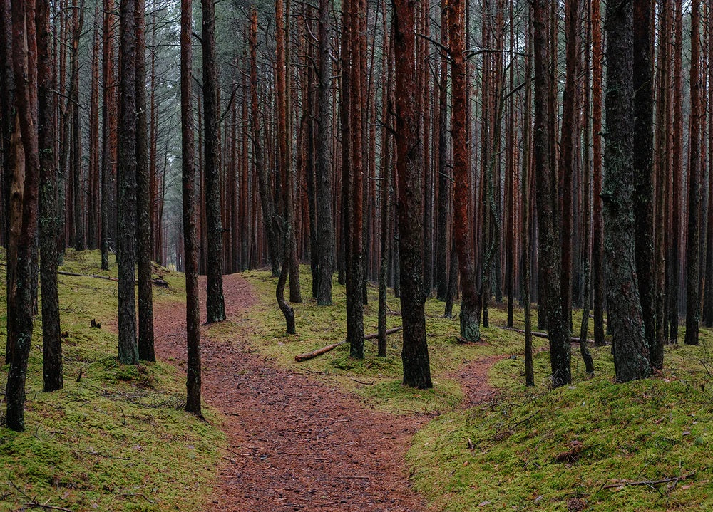 Latvia Forest