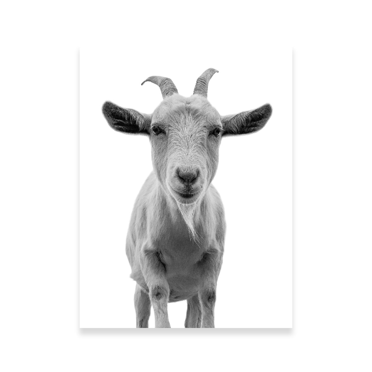 Funny Goat – Legendary Wall Art