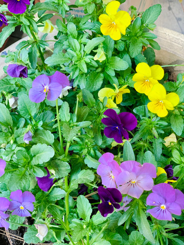 viola edible flowers