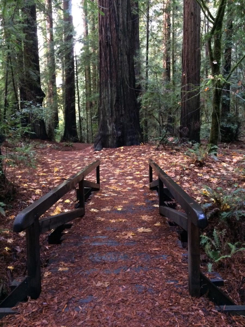Albee Creek Campground at Humboldt Redwoods State Park