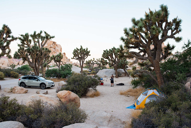 Joshua Tree National Park campground