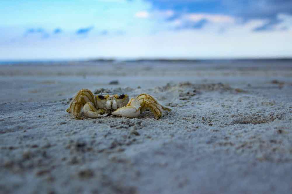 Sapelo Island