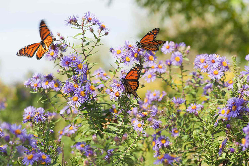 butterfly garden to connect with nature