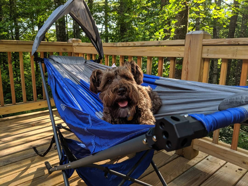 cabin camping with dogs