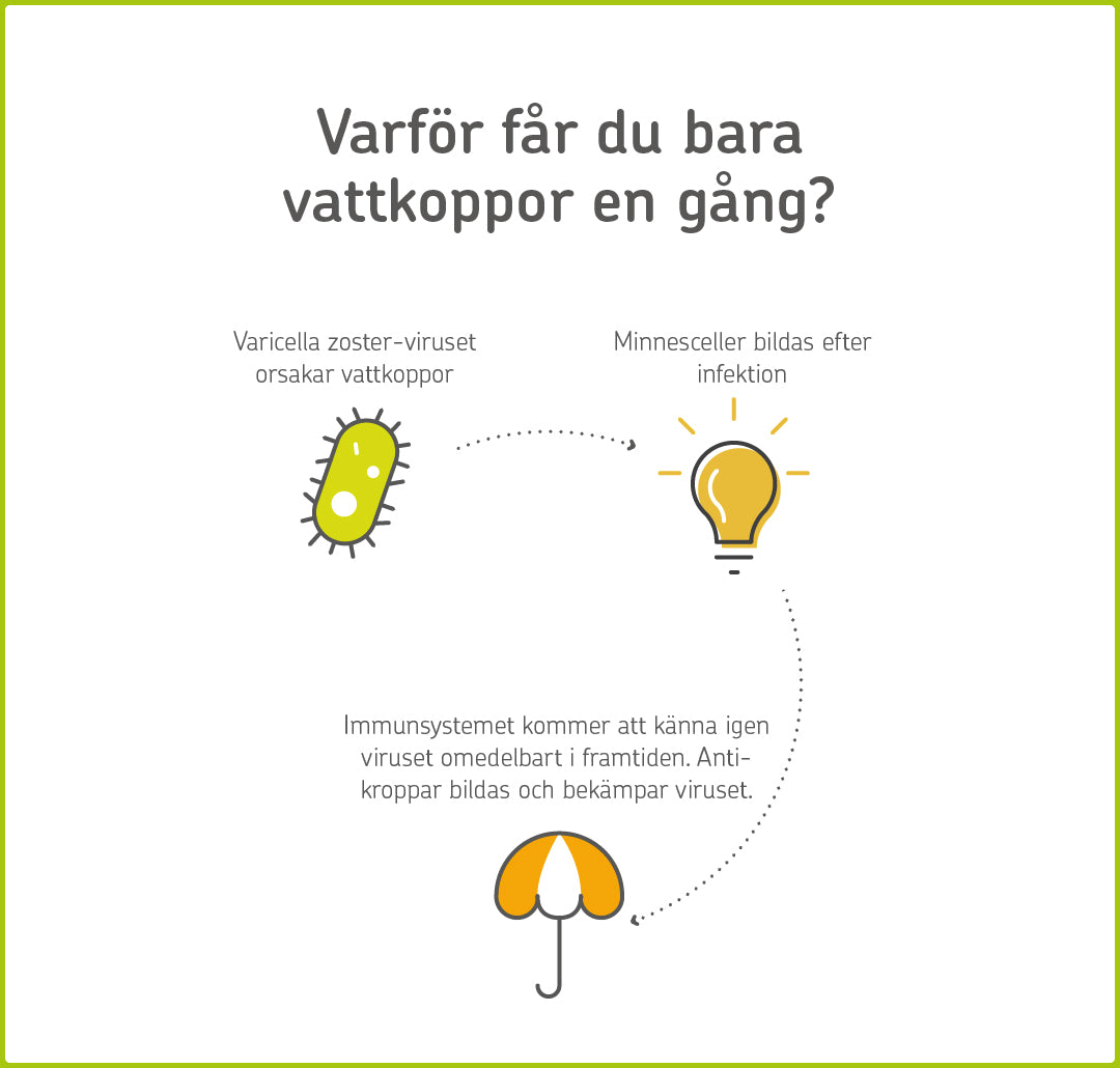 Infografik: Immunförsvarets minne 