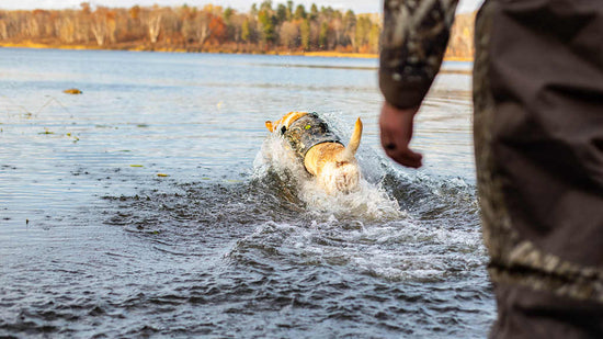 How to Train My Puppy to Waterfowl Hunting Retriever