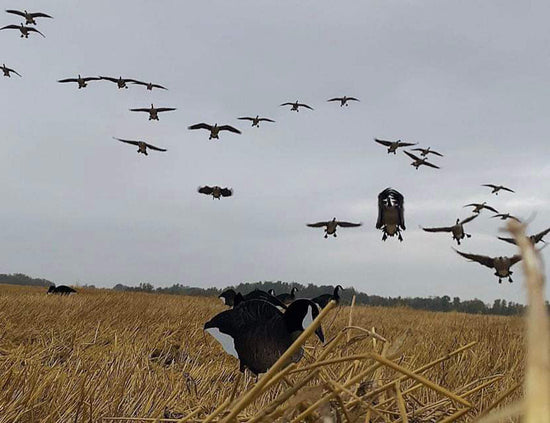 goose hunting in the field