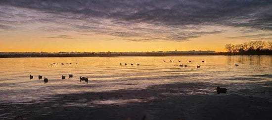 photo of waterfowl in the sunset