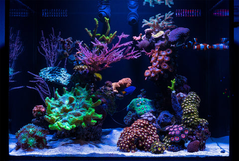 soft coral tank