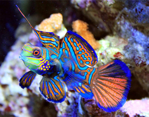 Top Saltwater Fish Nano Reef Beginners Should AVOID! – CoralFish12g